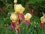 Iris Bearded Yellow Maroon 1